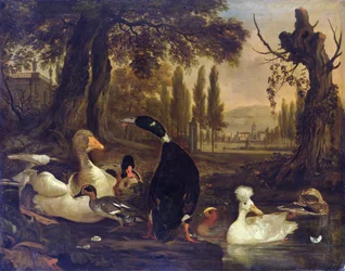 Oiseaux aquatiques
